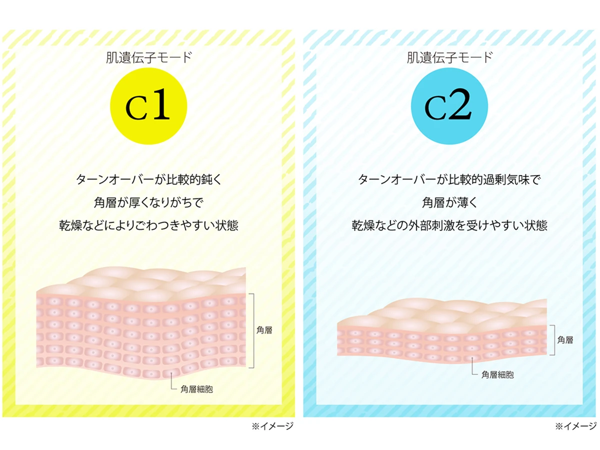 肌遺伝子モードC1/C2イメージ図