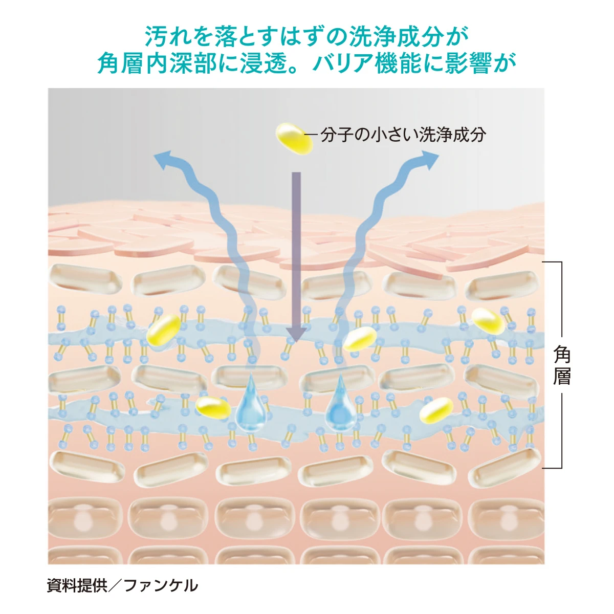 ファンケル研究結果　洗浄成分　過侵入　バリア機能低下