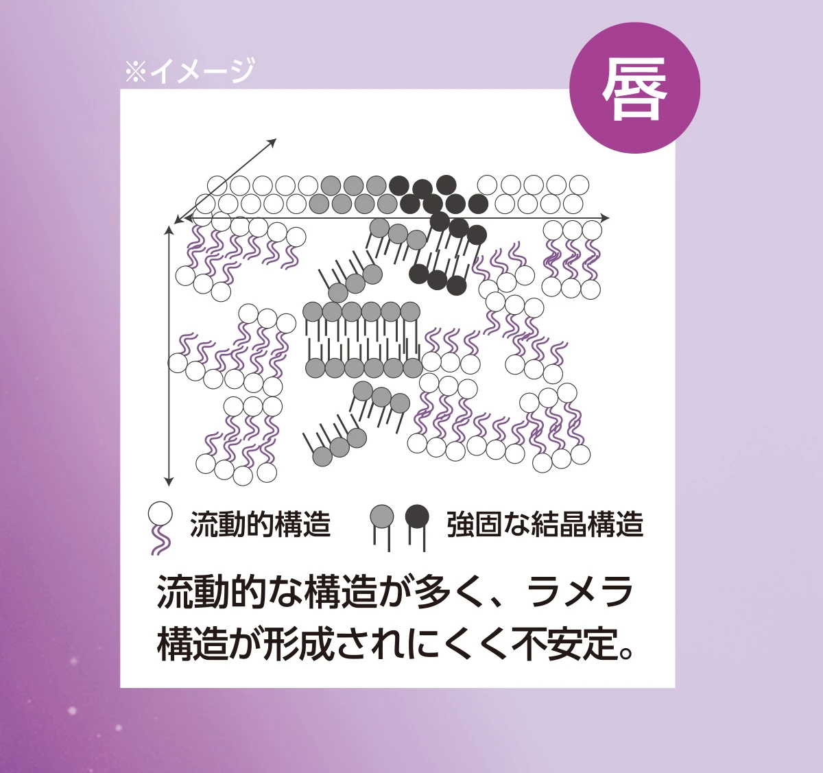 肌と比べ細胞間脂質構造は流動的で ラメラ構造が形成されにくい