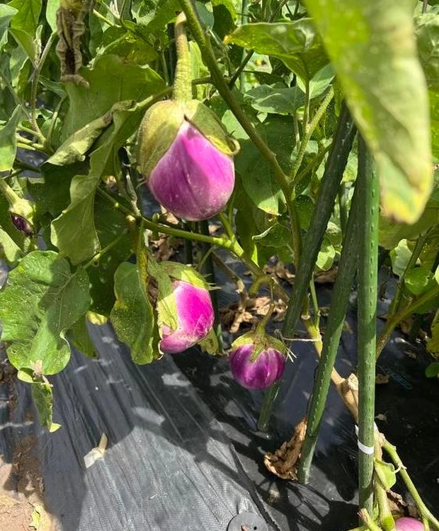 【アルソア本社見学】自然との調和と、外見だけではない“内からの美”について考える_5_2