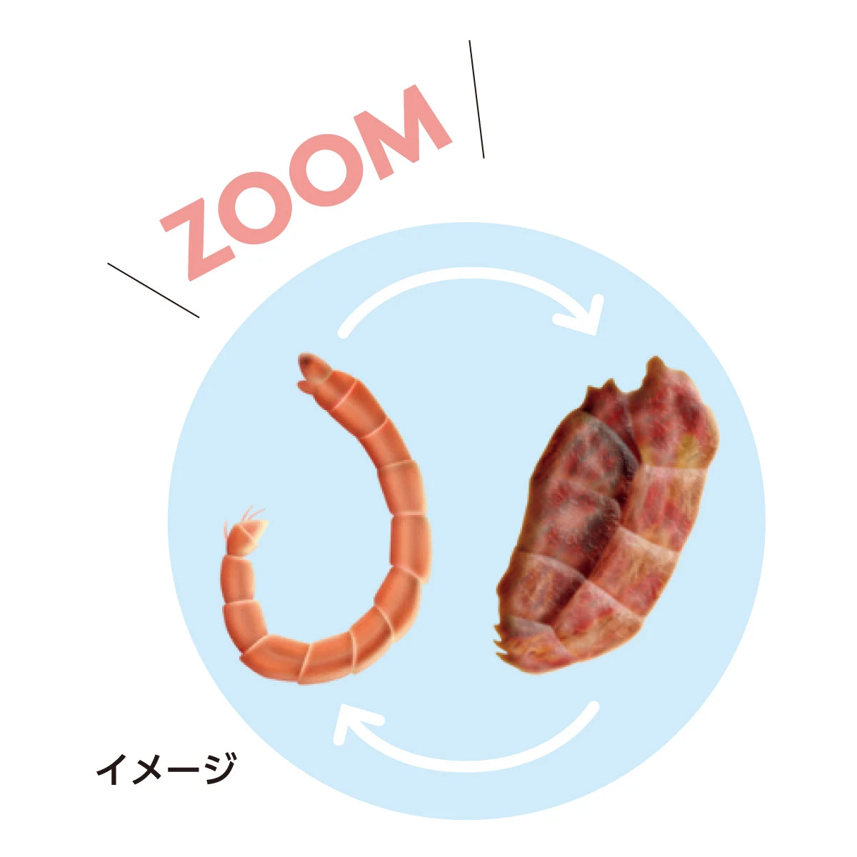 エスト 極限乾燥環境生物 ネムリユスリカ