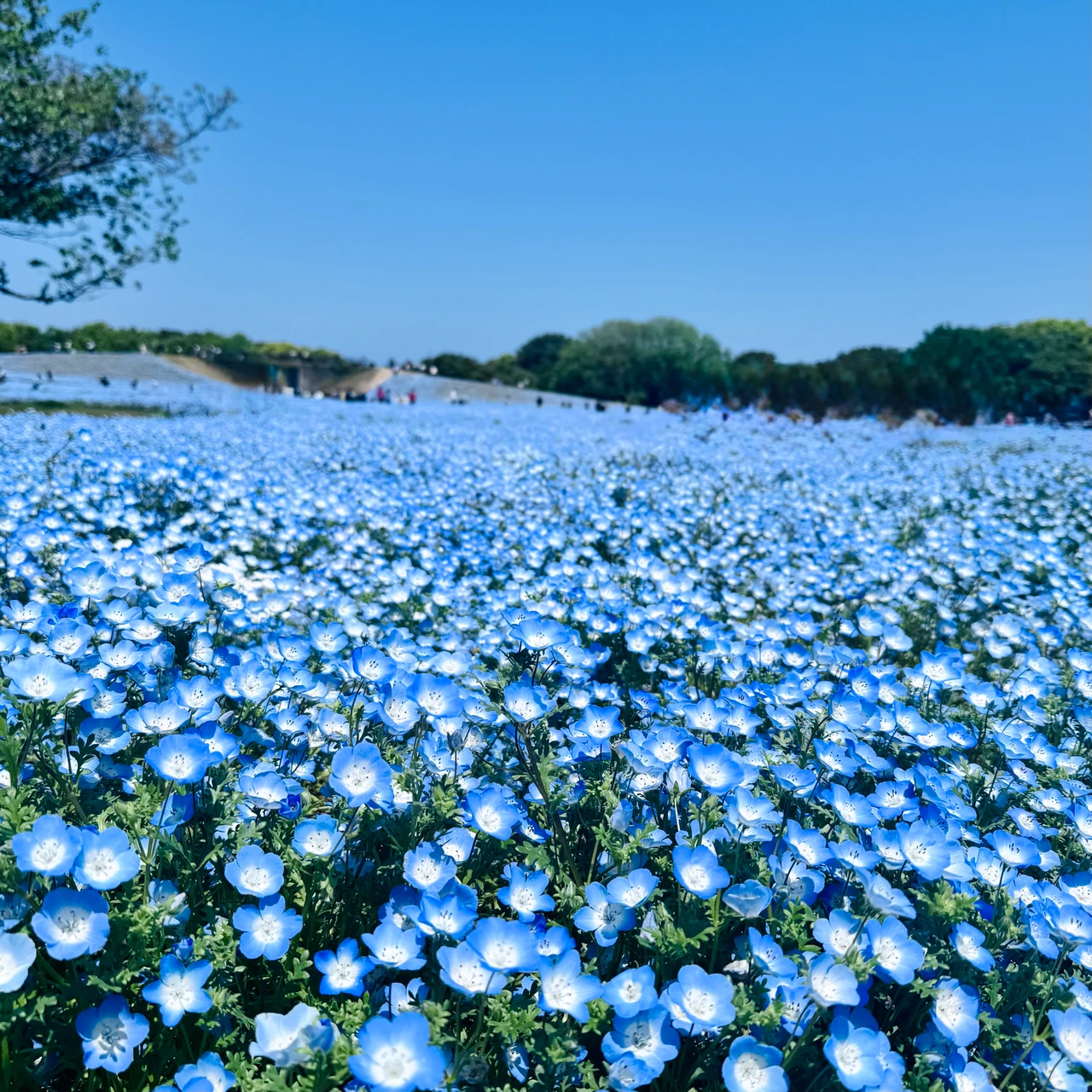 ネモフィラが綺麗に咲いていました🩵
