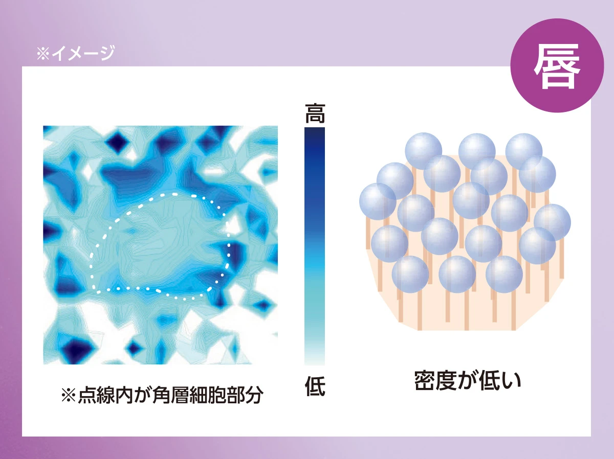 肌と比較すると細胞間脂質の密度が低い