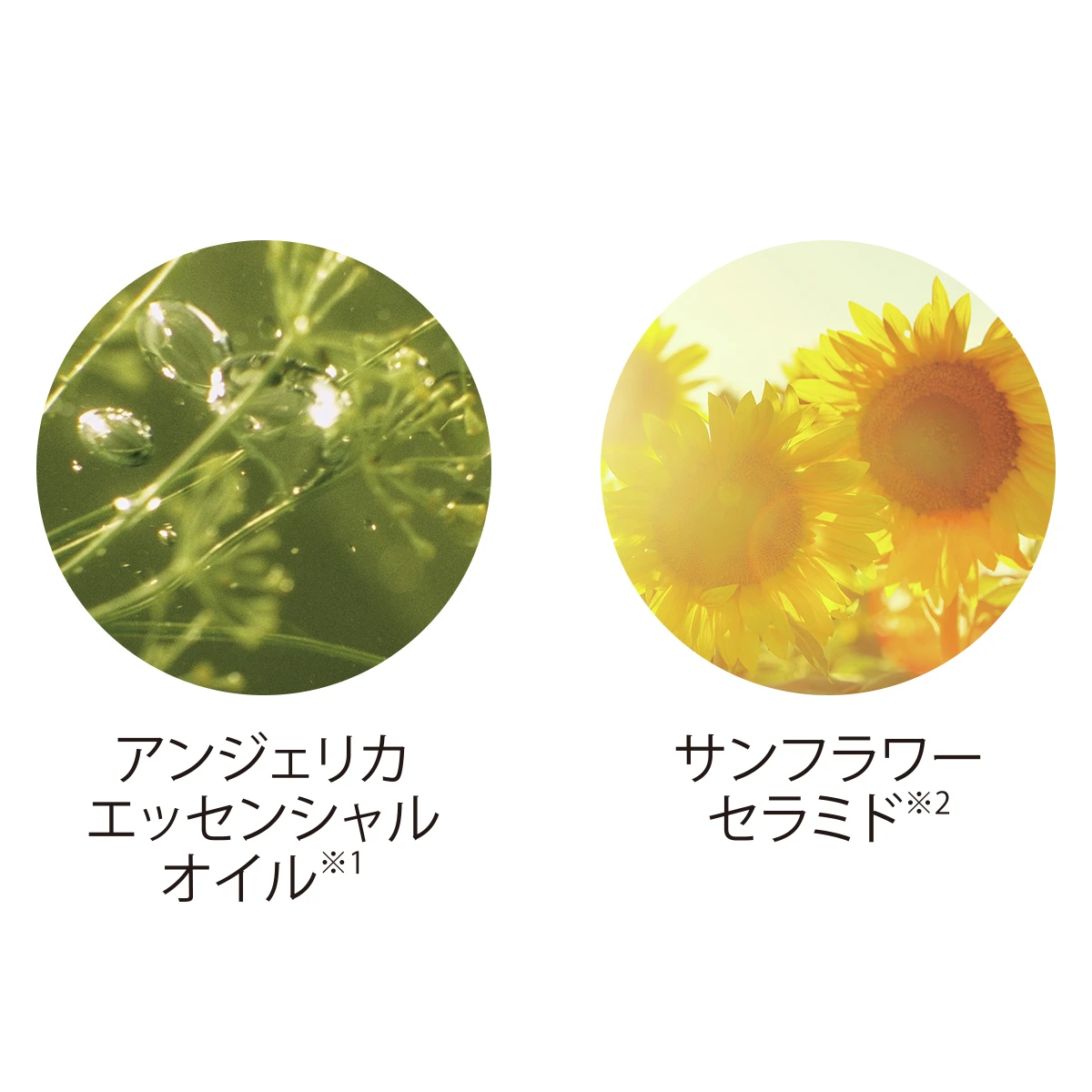 アンジェリカエッセンシャルオイル　サンフラワーセラミド