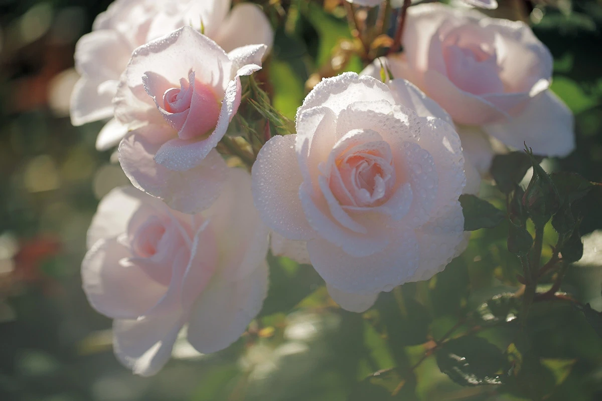 【安倍佐和子×松本千登世 ダイアローグ】ディオール プレステージ“私たちが魅了される、ほんとうの理由”_3