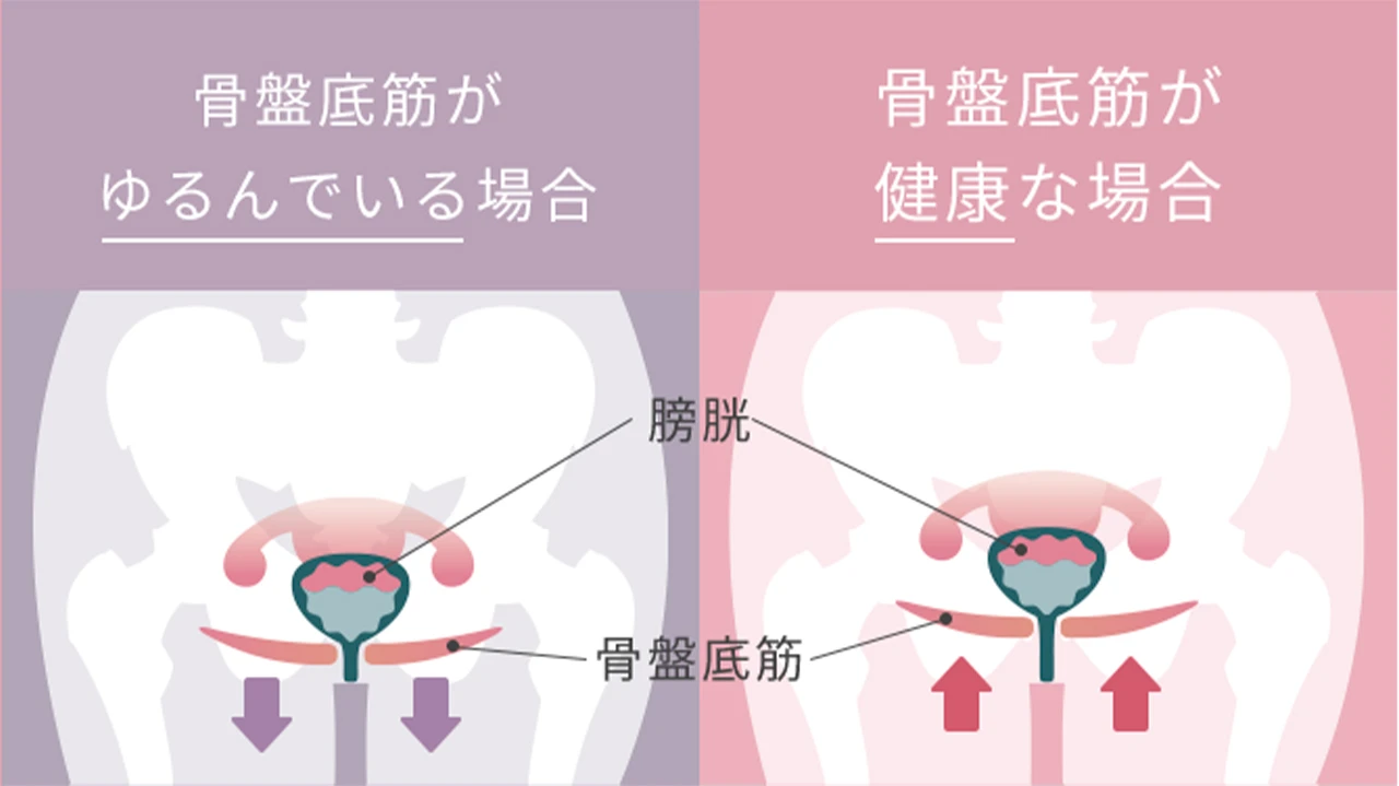 骨盤底筋 イラスト