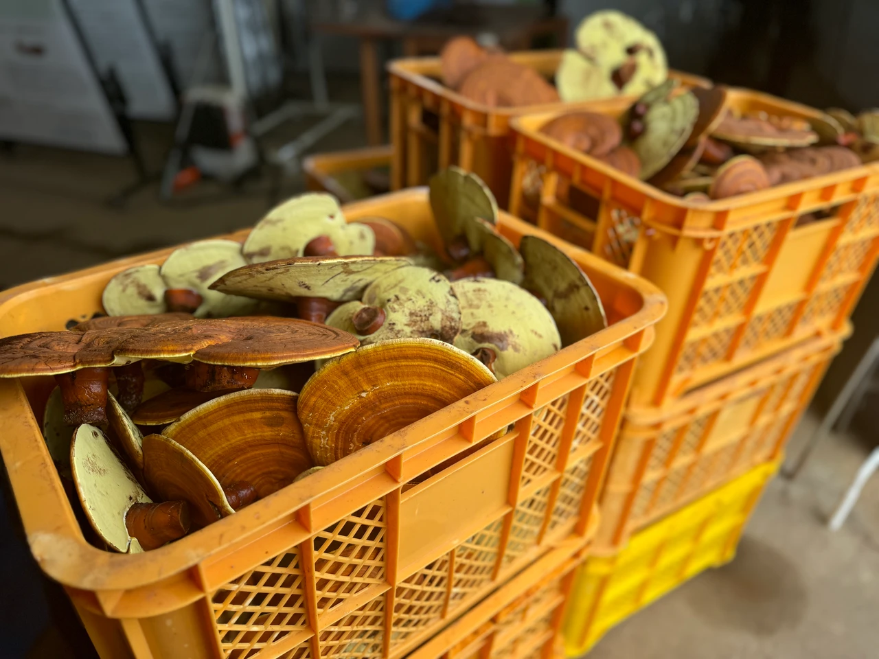 アルソア　レインボーファーム