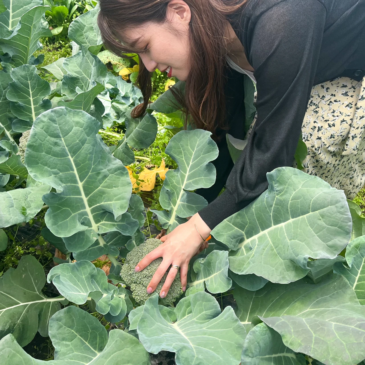 ブロッコリーの収穫