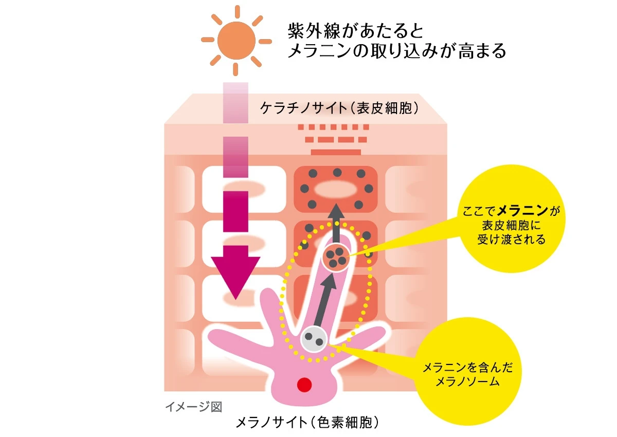 気になるシミにも、隠れジミ(※1)にも! 新「ハイチオール」で大人のシミ悩みをケア_2