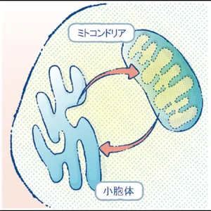 マキア　エイジングケア　おすすめ　ゲラン オーキデ アンペリアル　ザ ロンジェビティ クリーム MAMs（ミトコンドリア－小胞体間連携ゾーン）