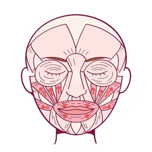 ほうれい線をどうにかしたい！ あなたのほうれい線、どっち？_1_22