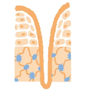 複合的な要因によって肌が萎み、シワが深まる