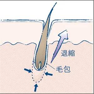 マキア　エイジングケア　おすすめ　POLA　ポーラ　B.A クリーム ミルク ローション 毛包の再生力