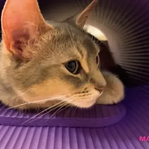 【美弥るりかさん】「ダンスはもちろん、歌や発声にも筋肉はマスト。愛猫のるっちゃんに見守られながら、家の中で全身を鍛えてます」