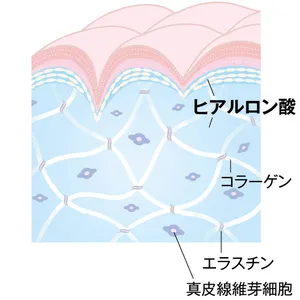ヒアルロン酸の役割 肌断面図
