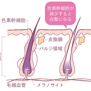 Over40の髪悩みにプロが回答 PhotoGallery_1_2