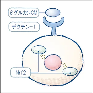 秋 新作 スキンケア LANCÔME ランコム ジェニフィック アルティメ エッセンス ローション βグルカンCM 2