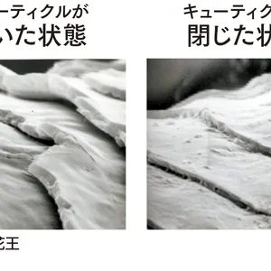 キューティクルが開いた状態　キューティクルが閉じた状態　資料提供：花王