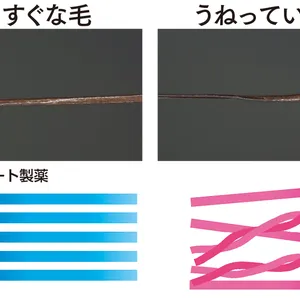 まっすぐな毛　うねっている毛　資料提供：ロート製薬