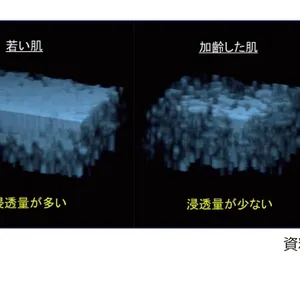 【事実！】角層は年齢を重ねるとともに分厚くなる-1