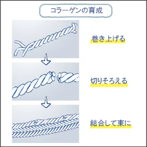 美容 成分 コラジェネシス エリクシール リフトモイスト エマルジョン ba   エリクシール リフトモイスト ローション ba　2