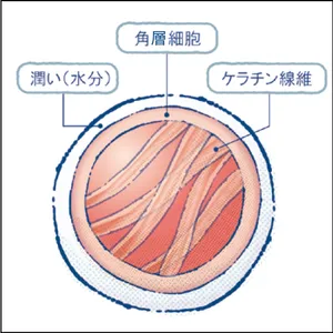 秋 新作 スキンケア est エスト ザ エマルジョン EX ザ ローション EX 細胞のミイラ化