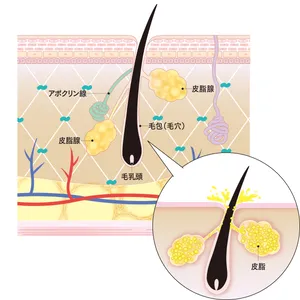 毛穴トラブルは“まわり”で起きていた！ トラブル発生のメカニズムを図解でレクチャー