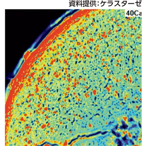 資料提供：ケラスターゼ