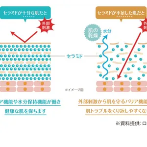 セラミドのバリア機能