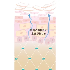 シミ、シワ、たるみ、乾燥、毛穴などトラブル肌におすすめのコスメ_1_10