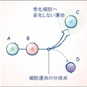 マキア　スキンケア　おすすめ　2025　DECORTÉ コスメデコルテ ユース パワー エッセンス ローション　細胞運命
