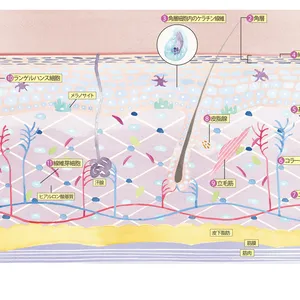 肌断面図