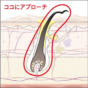 ココにアプローチ