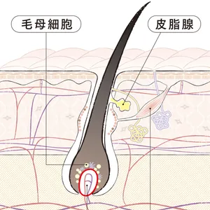 毛母細胞　皮脂腺　毛乳頭　立毛筋　※イメージ
