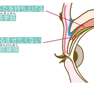 目元の断面図