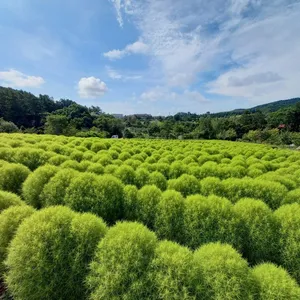 ゆにガーデン 北海道　庭園　観光スポット