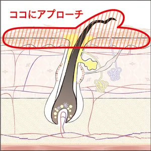 ココにアプローチ