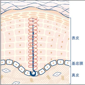 マキア　エイジングケア　おすすめ　SK-II　スキンパワー リニュー クリーム フックプロテイン