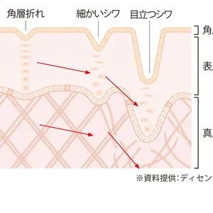 ※資料提供：ディセンシア