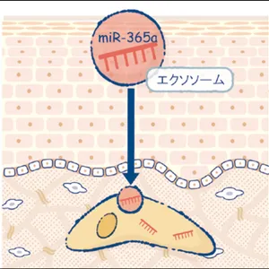 マキア　スキンケア　おすすめ　2025　ファンケル アドバンスト ビューティ コンセントレート　ミルクエクソソーム