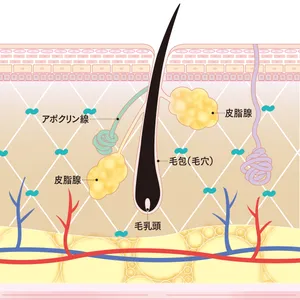 【トラブル肌のメカニズム】シミ、シワ、たるみ、乾燥、毛穴etc.におすすめのコスメ_1_38