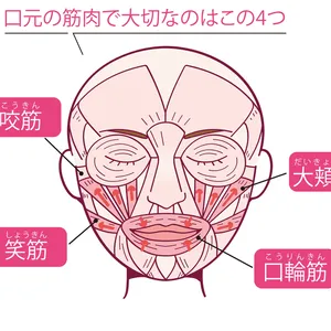 口元の筋肉で大切なのはこの4つ