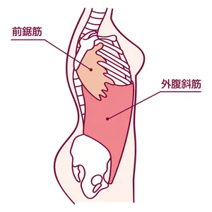 脇肉 鍛えるべき筋肉